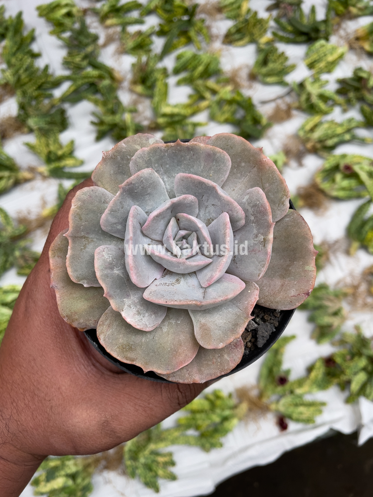 342. Echeveria Lilacina Giant Hybrid - Image 12