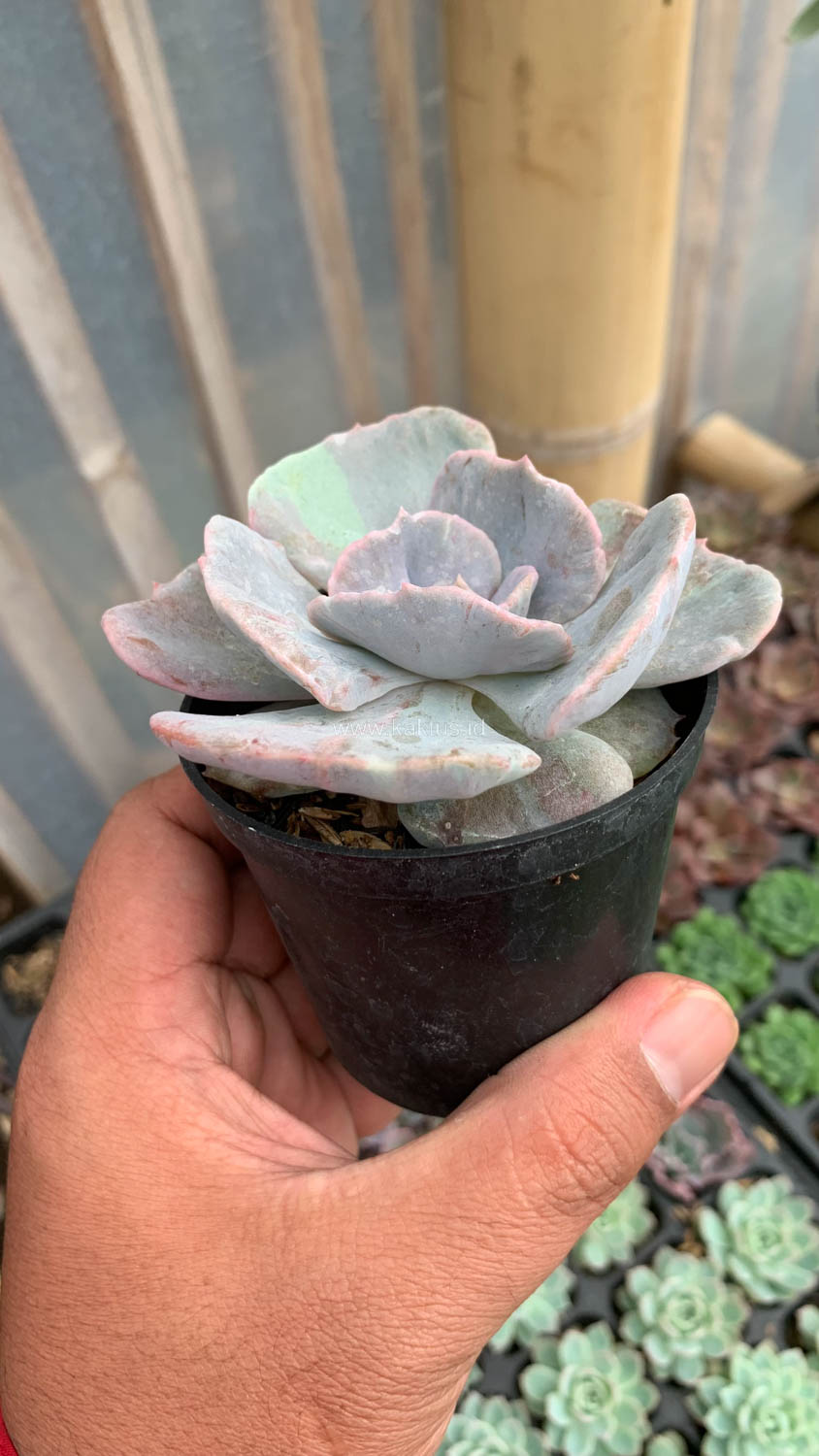 342. Echeveria Lilacina Giant Hybrid - Image 13