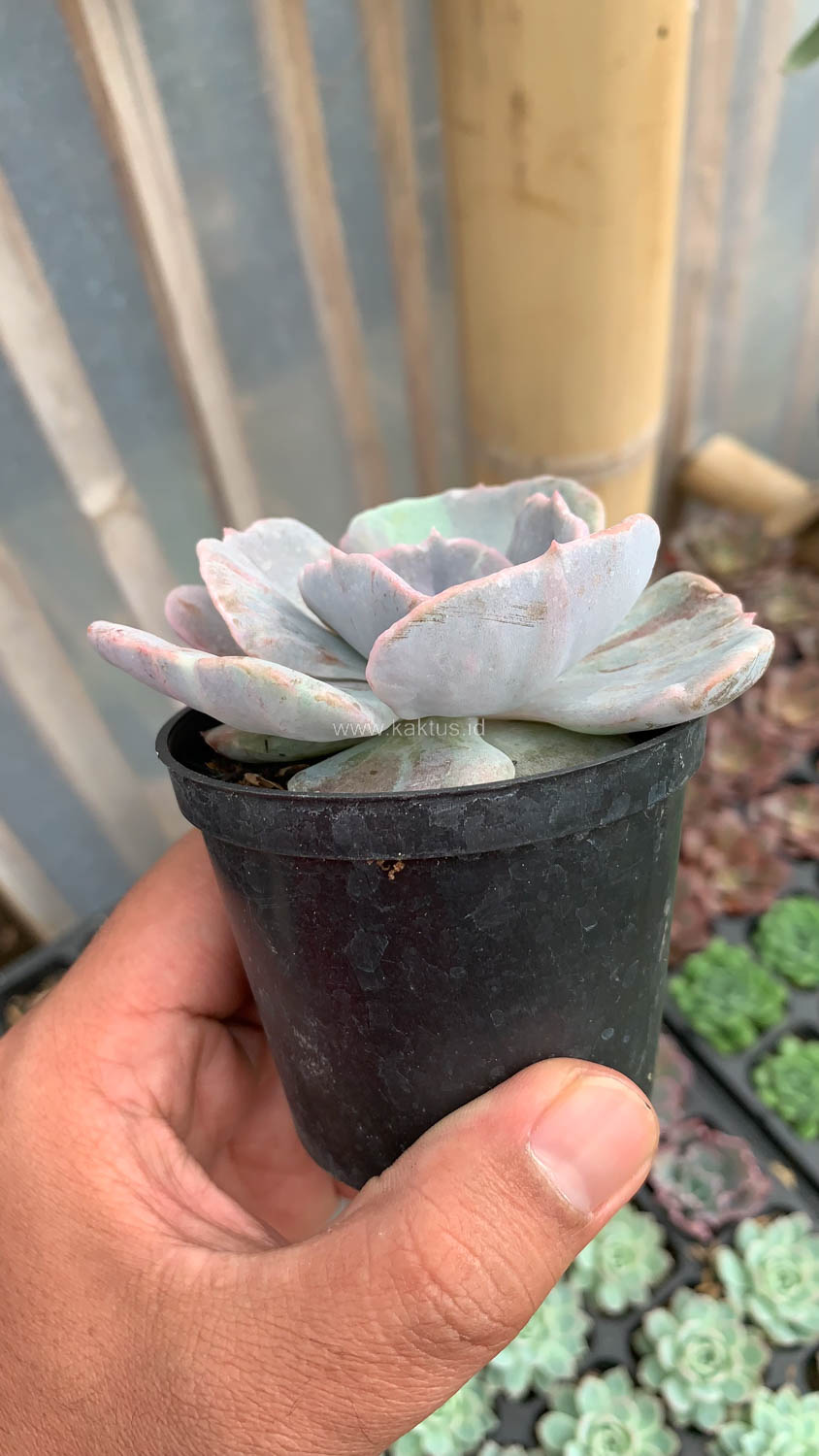 342. Echeveria Lilacina Giant Hybrid - Image 15