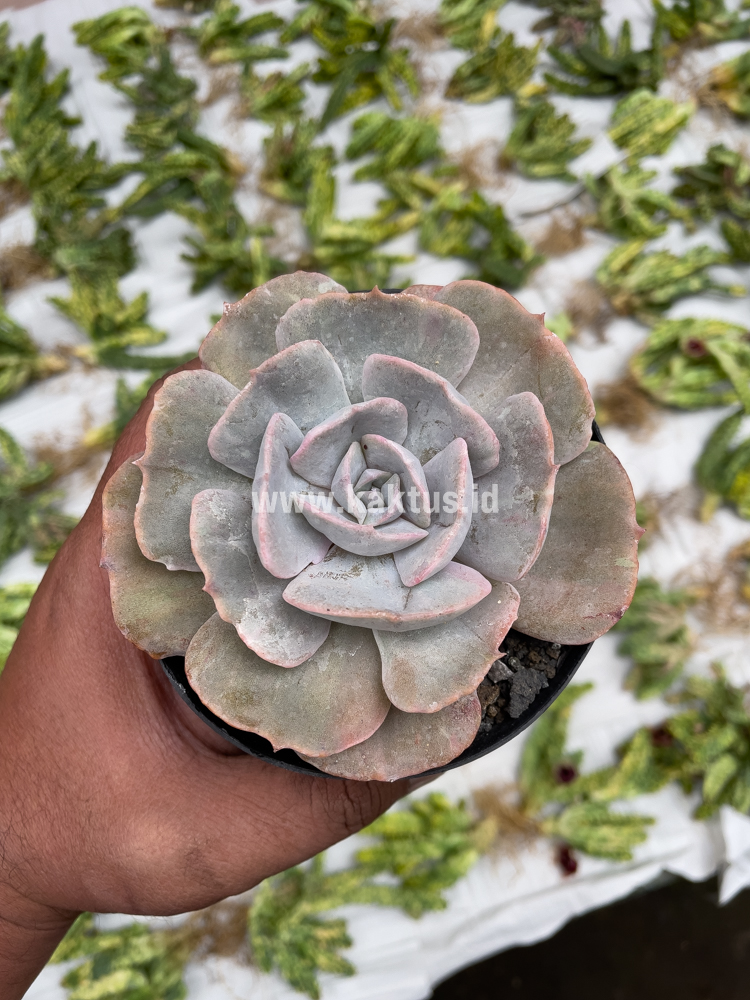 342. Echeveria Lilacina Giant Hybrid - Image 14