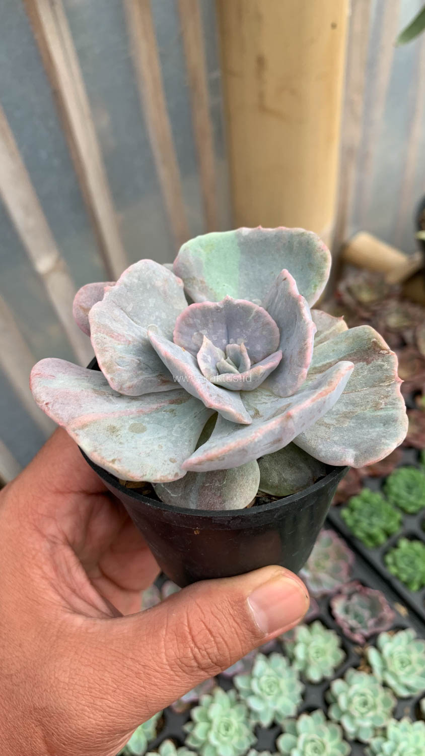342. Echeveria Lilacina Giant Hybrid - Image 17
