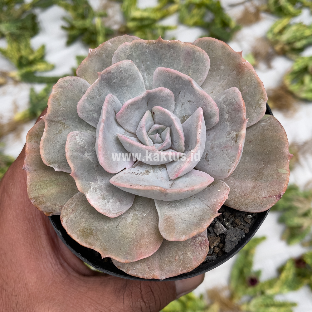 342. Echeveria Lilacina Giant Hybrid - Image 16