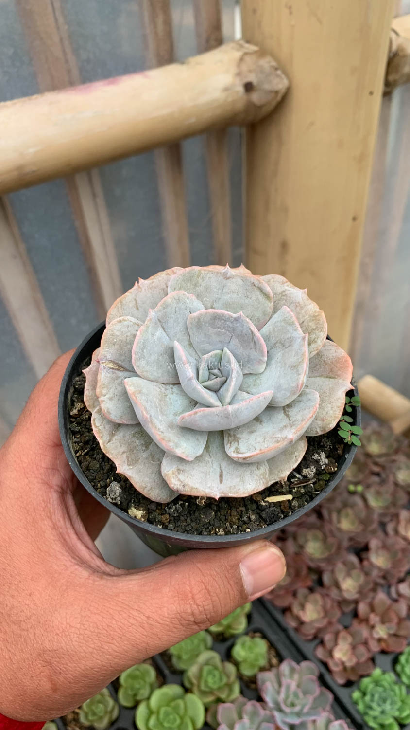 342. Echeveria Lilacina Giant Hybrid - Image 7