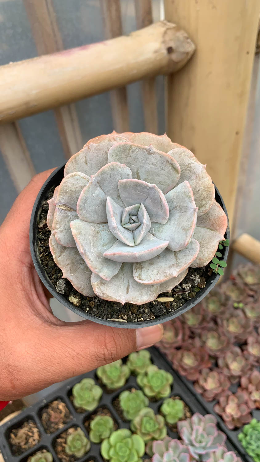 342. Echeveria Lilacina Giant Hybrid - Image 11