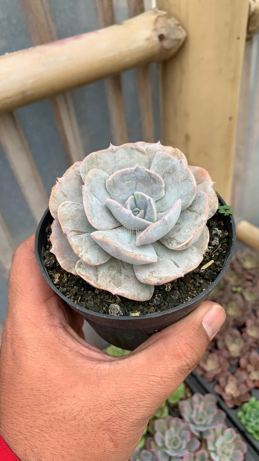 342. Echeveria Lilacina Giant Hybrid - Image 3