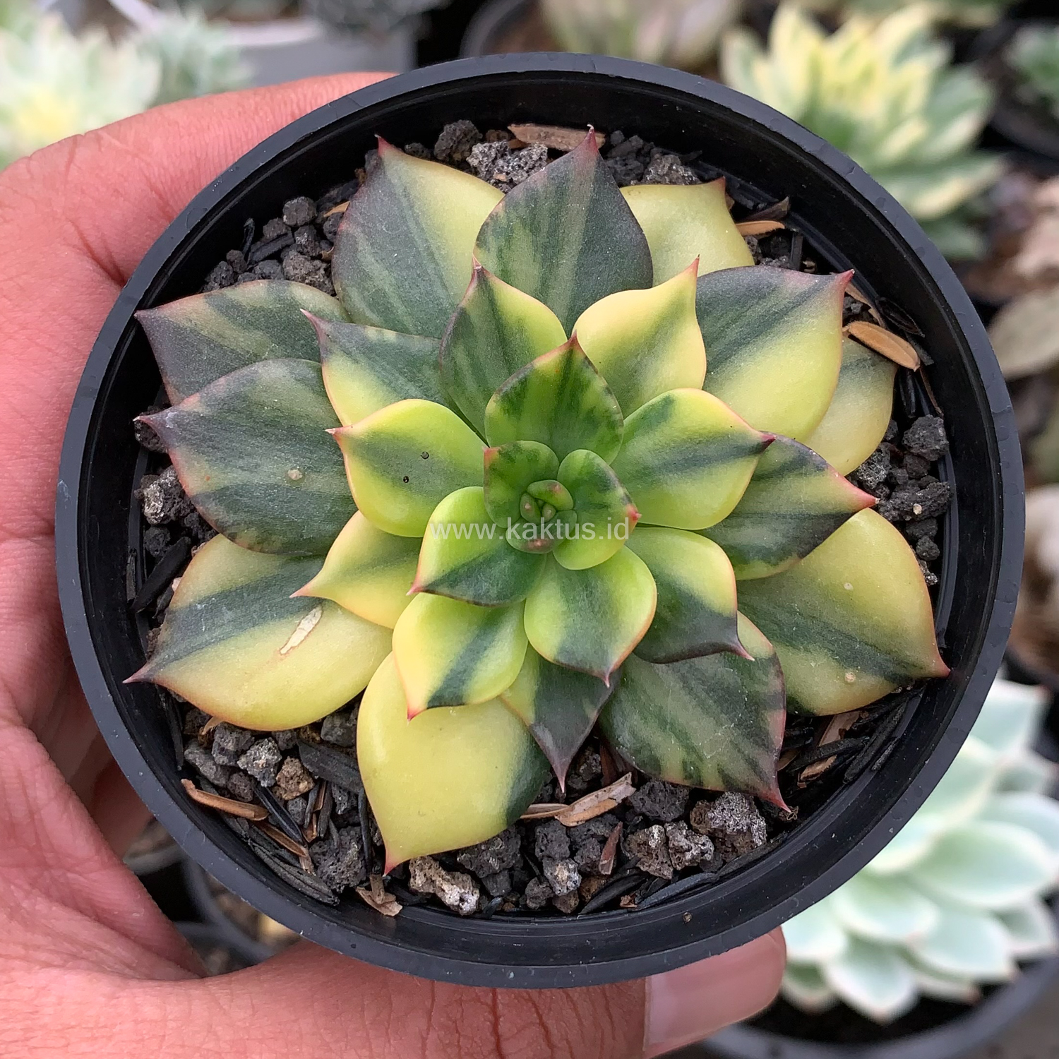 345. Echeveria Black Prince Variegated - Image 2