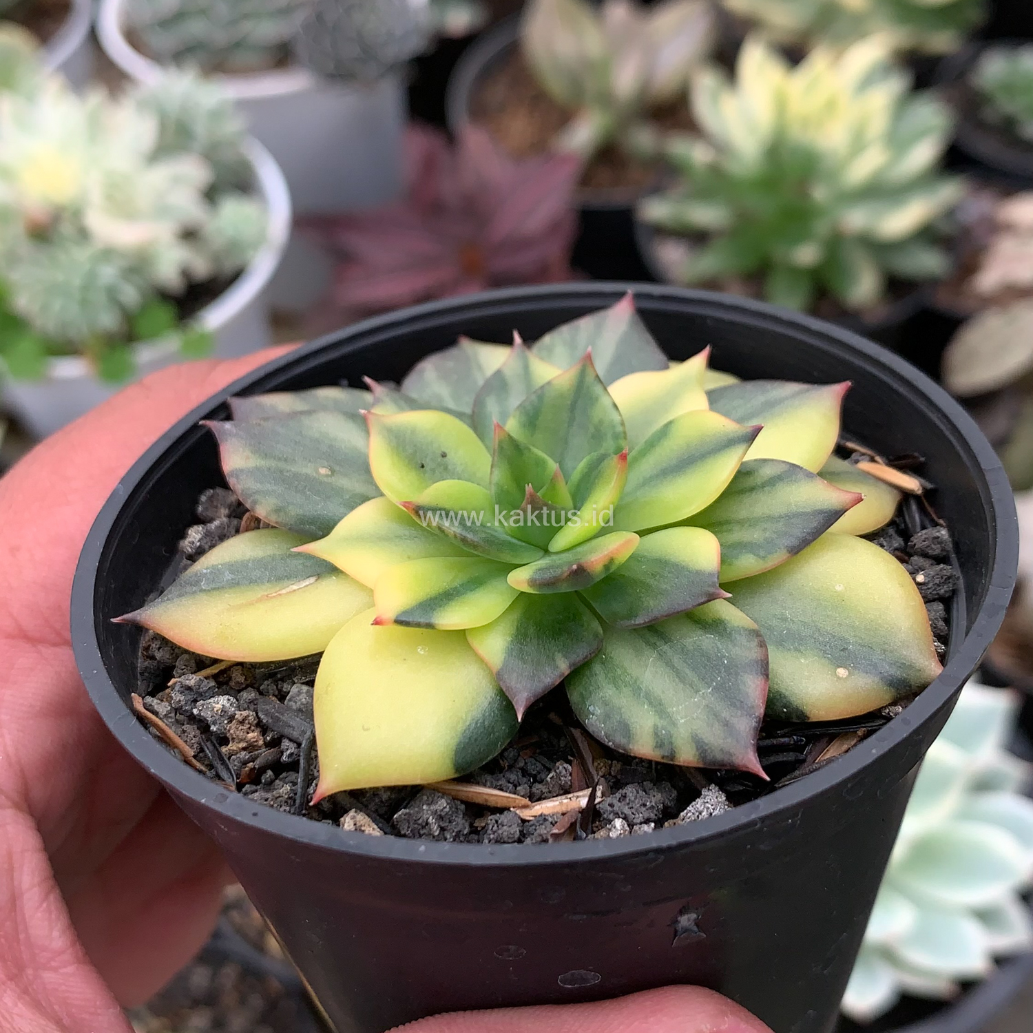 345. Echeveria Black Prince Variegated - Image 7
