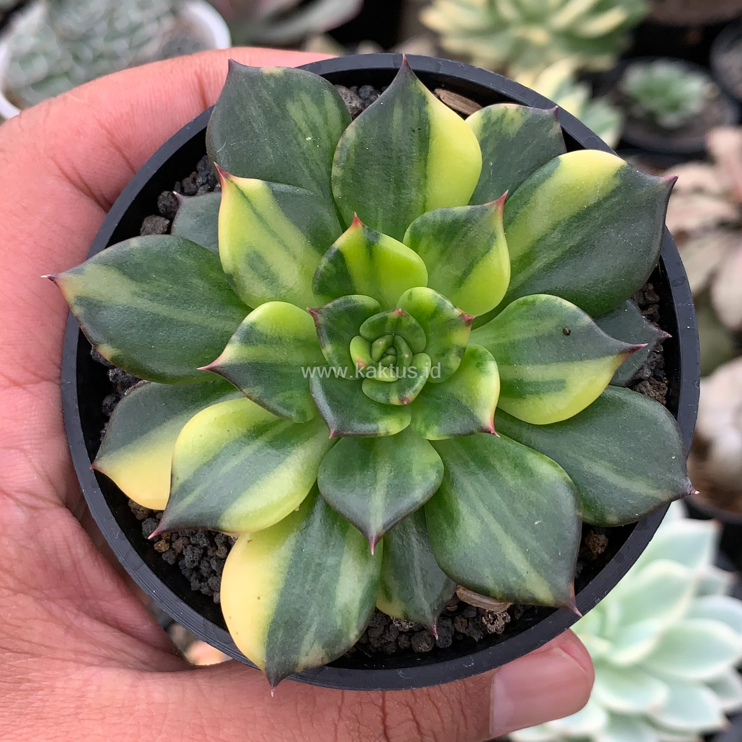 345. Echeveria Black Prince Variegated - Image 6