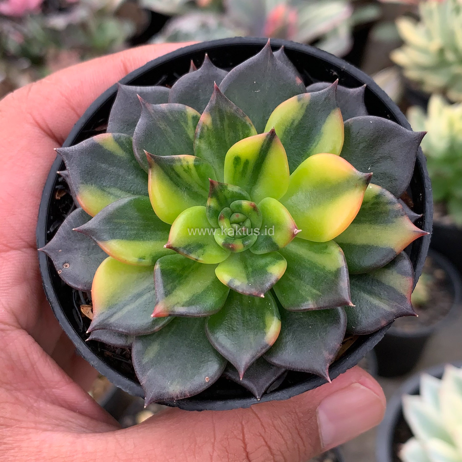 345. Echeveria Black Prince Variegated - Image 5