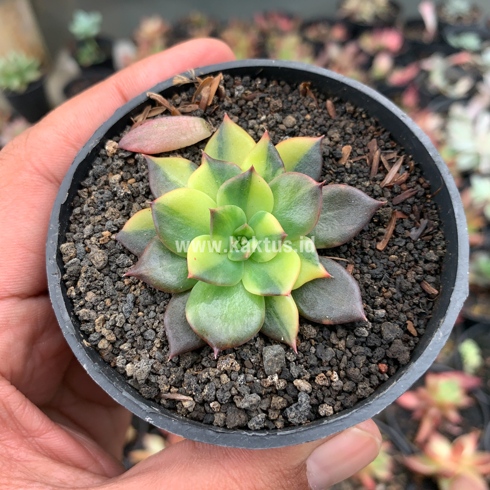 345. Echeveria Black Prince Variegated - Image 3