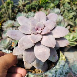 Alternative view of 347. Graptopetalum Pentandrum Superbum