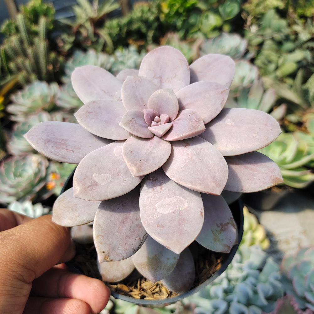 347. Graptopetalum Pentandrum Superbum - Image 2