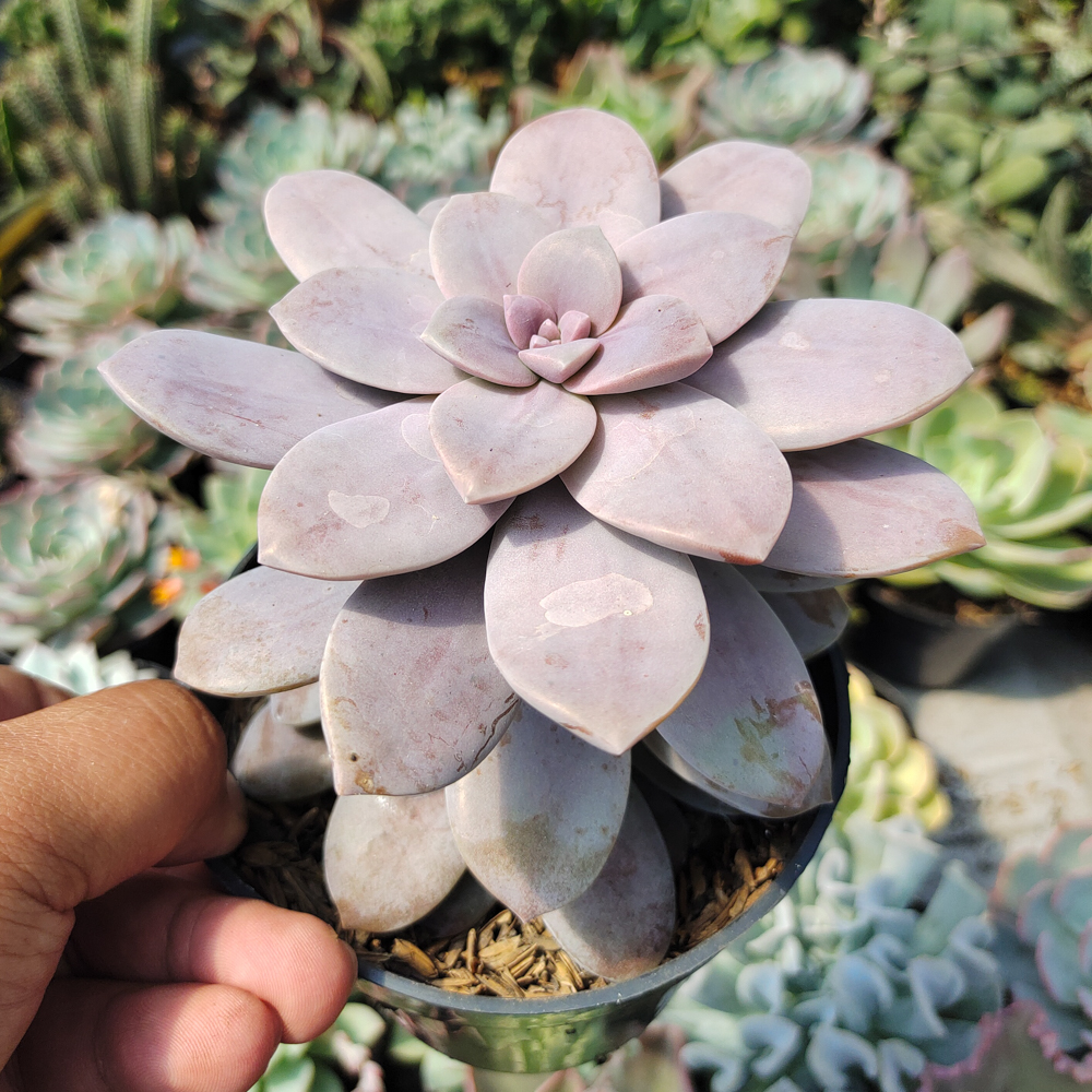 347. Graptopetalum Pentandrum Superbum - Image 3