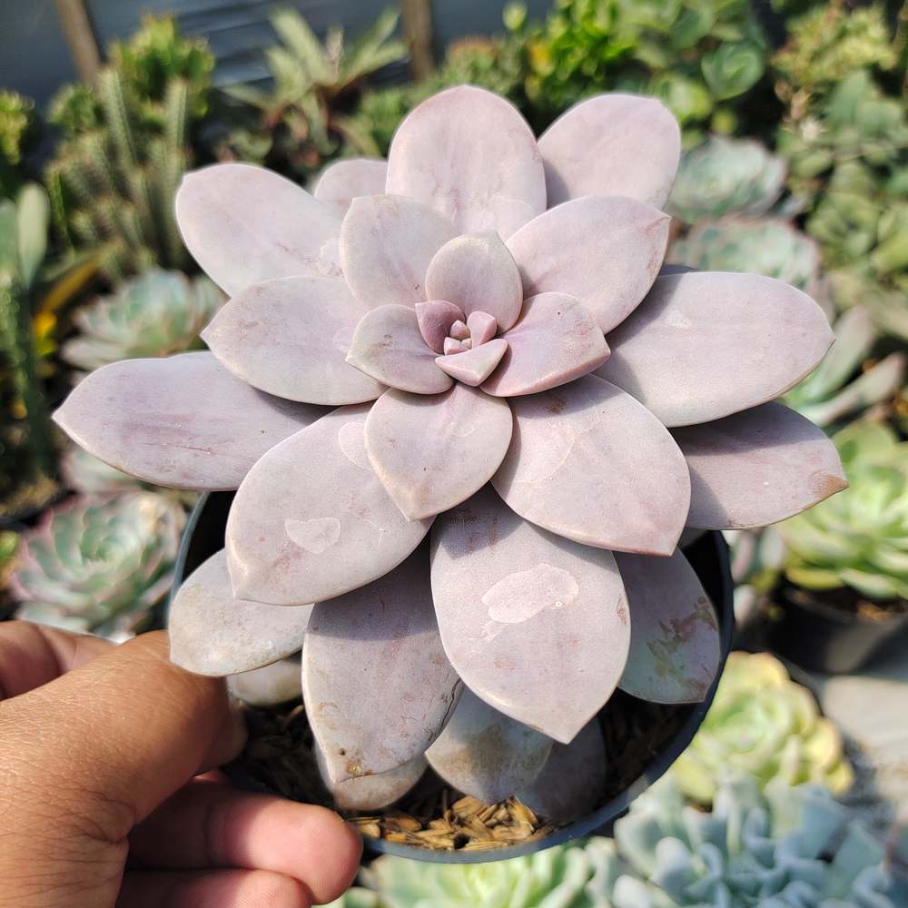 347. Graptopetalum Pentandrum Superbum - Image 4