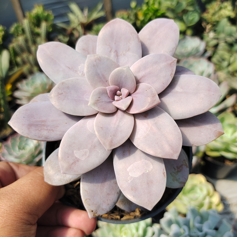 347. Graptopetalum Pentandrum Superbum - Image 5