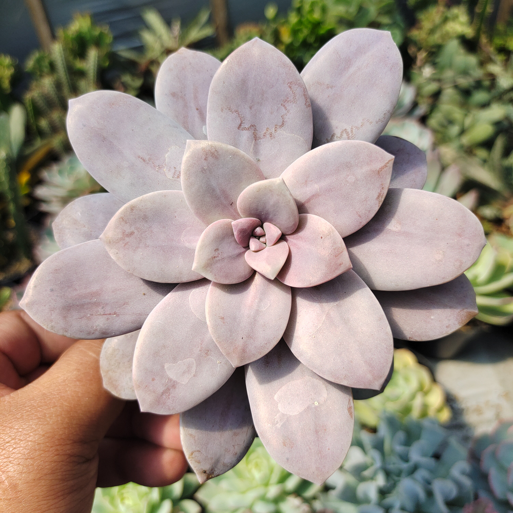 347. Graptopetalum Pentandrum Superbum - Image 7