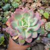 351. Echeveria Lemon And Lime Mutation