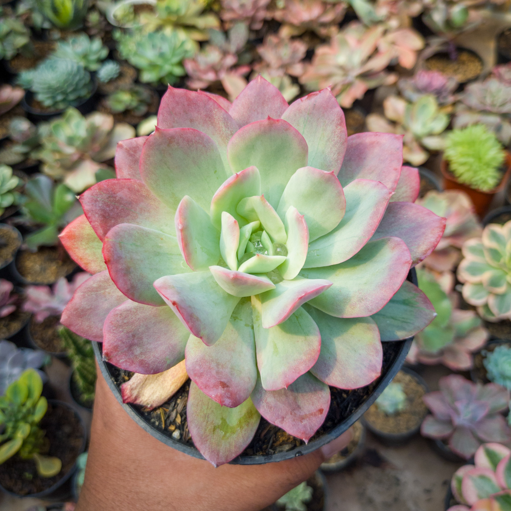 351. Echeveria Lemon And Lime Mutation
