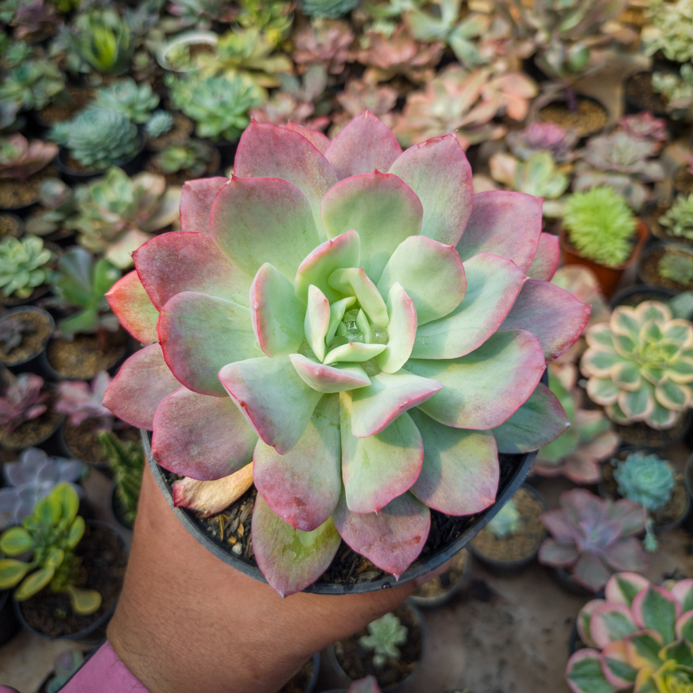 351. Echeveria Lemon And Lime Mutation - Image 4
