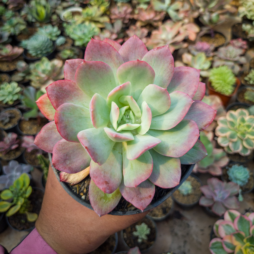351. Echeveria Lemon And Lime Mutation - Image 5