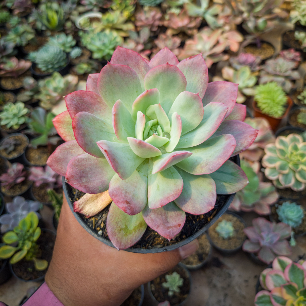 351. Echeveria Lemon And Lime Mutation - Image 6