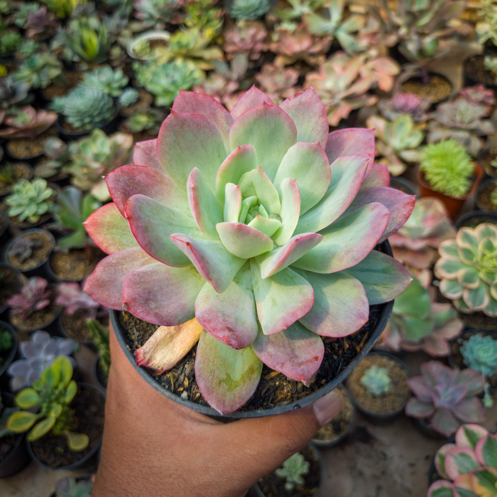 351. Echeveria Lemon And Lime Mutation - Image 7