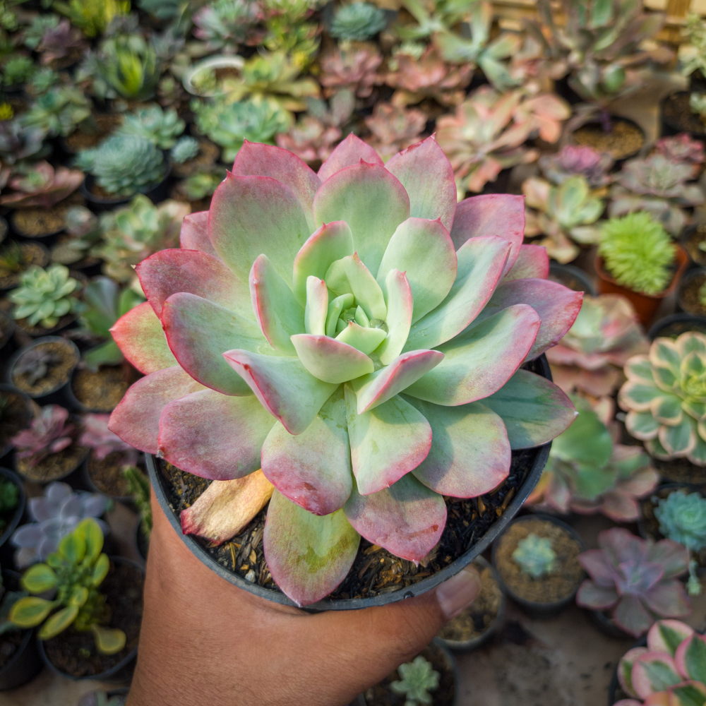 351. Echeveria Lemon And Lime Mutation - Image 8
