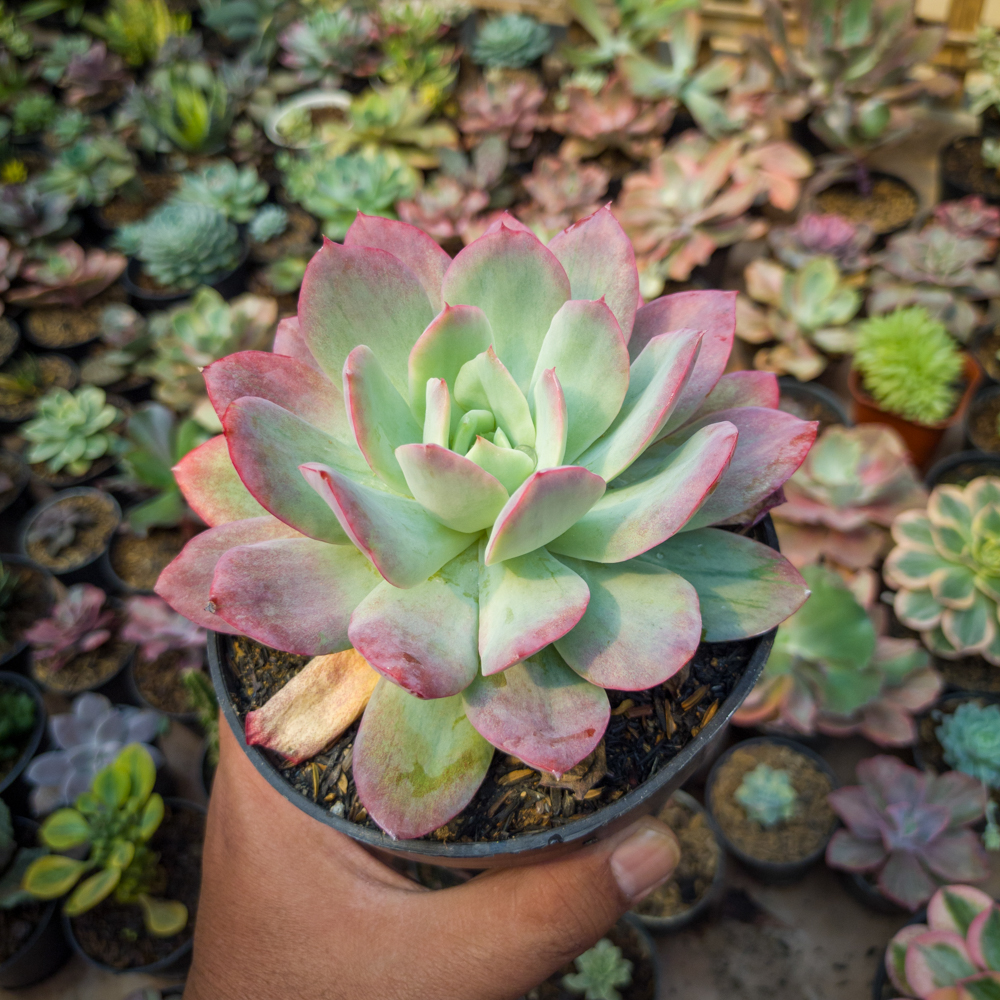 351. Echeveria Lemon And Lime Mutation - Image 9