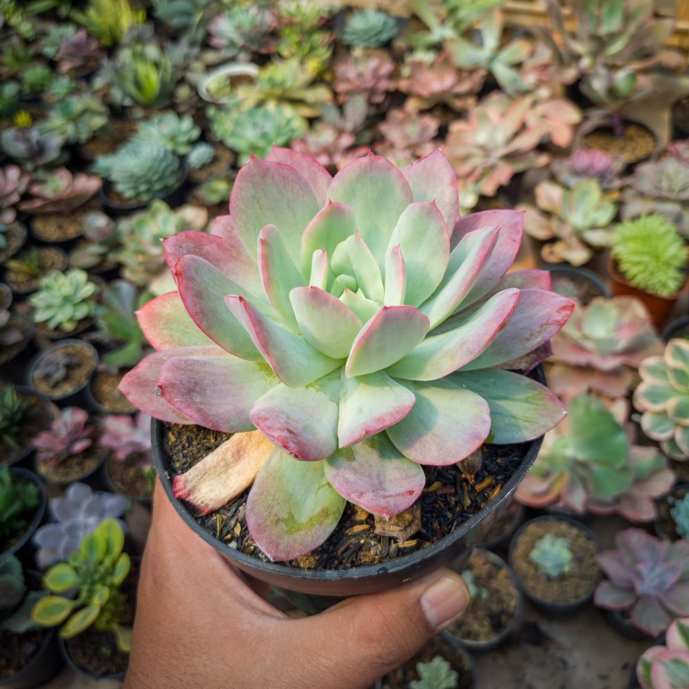 351. Echeveria Lemon And Lime Mutation - Image 2