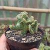 352. Austrocylindropuntia Subulata Cristata Variegated