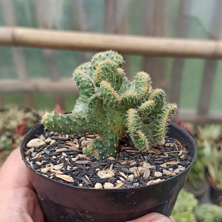 352. Austrocylindropuntia Subulata Cristata Variegated