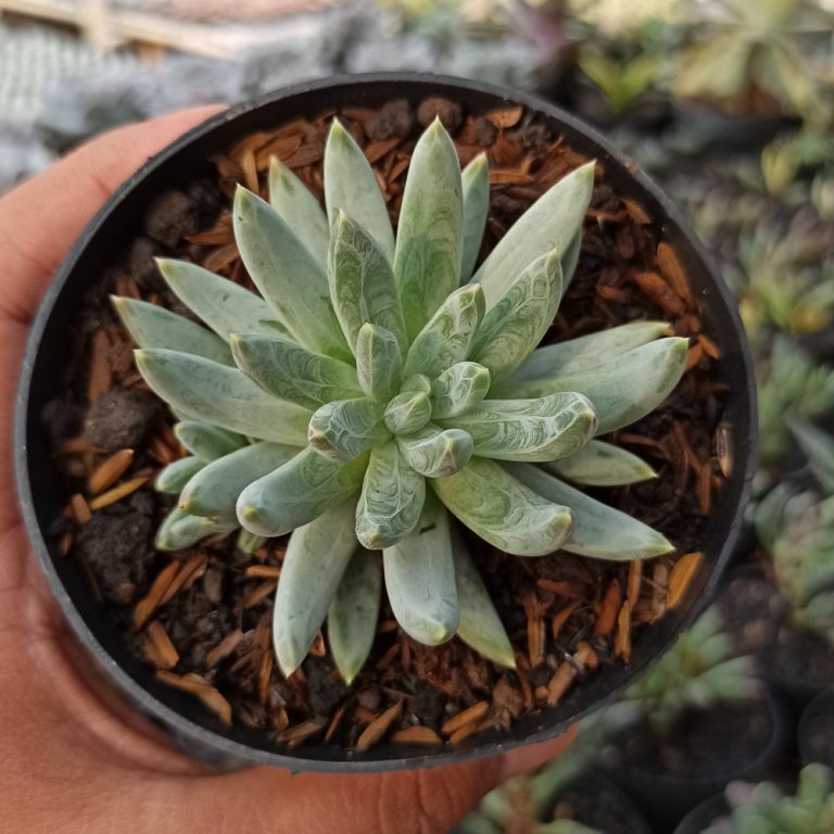 356. Echeveria Hookerii