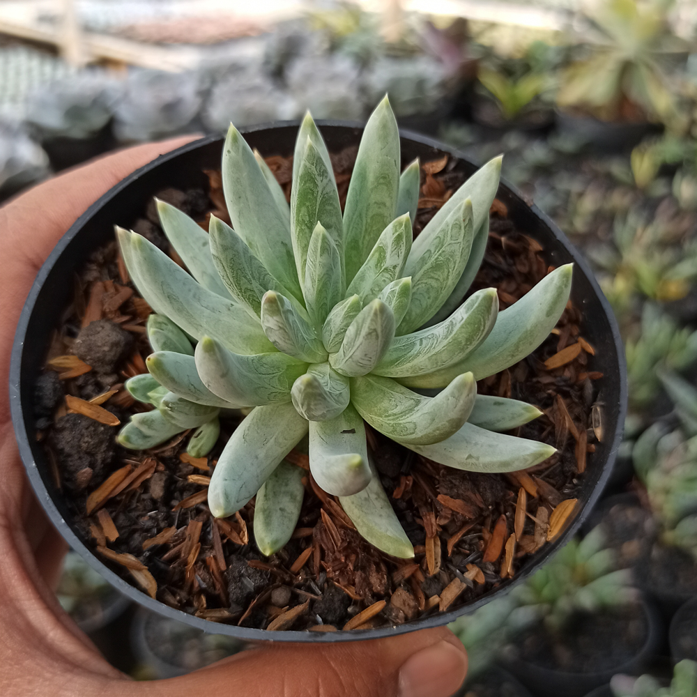 356. Echeveria Hookerii - Image 4
