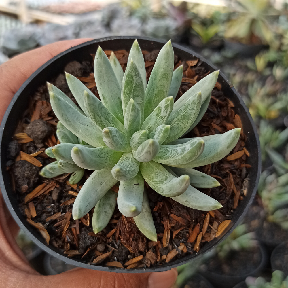 356. Echeveria Hookerii - Image 5
