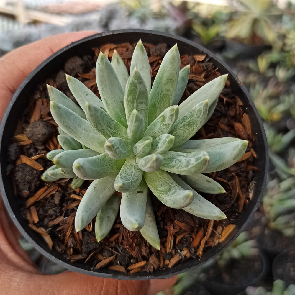 356. Echeveria Hookerii - Image 6