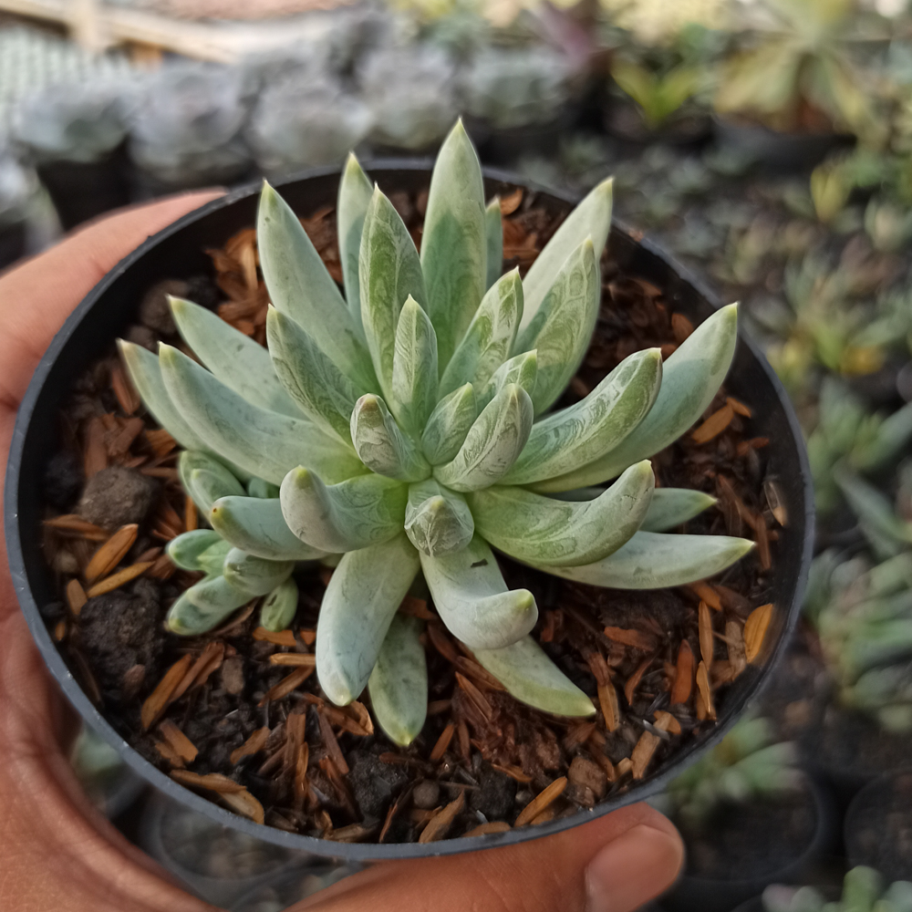 356. Echeveria Hookerii - Image 2