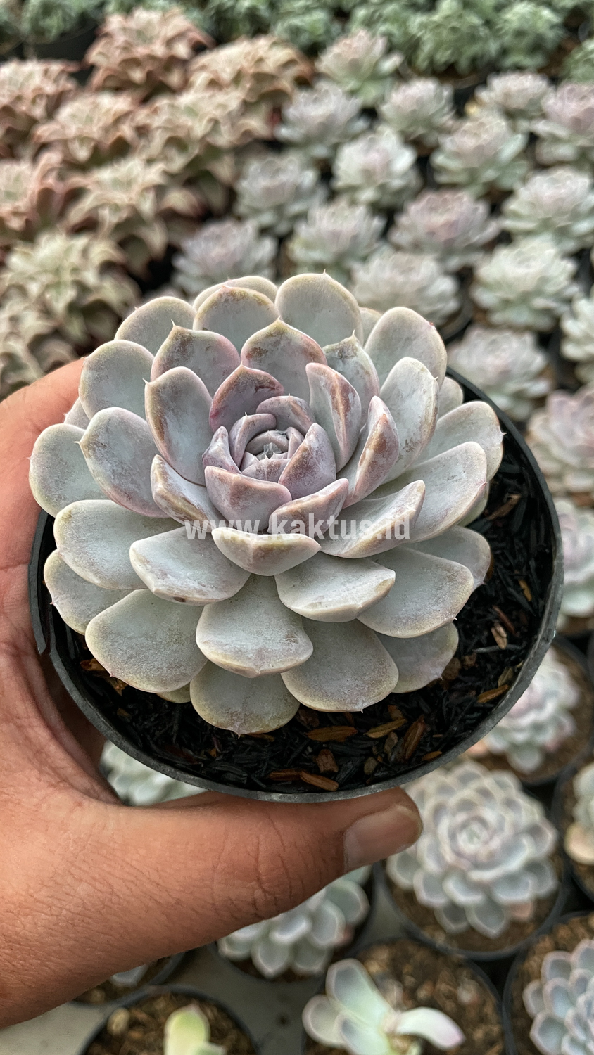357. Echeveria Orion - Image 32