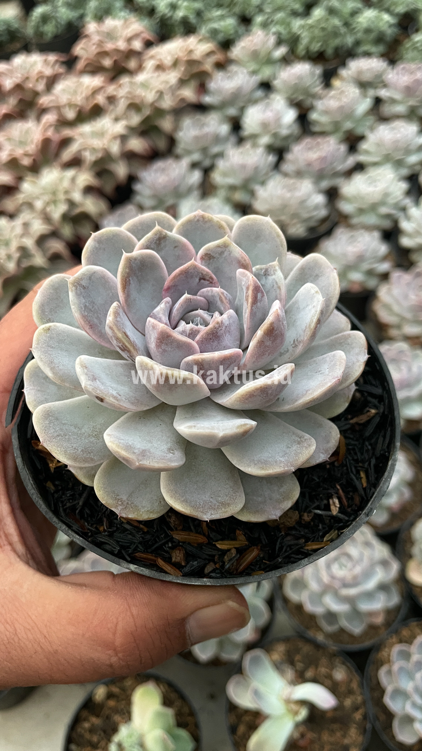 357. Echeveria Orion - Image 4