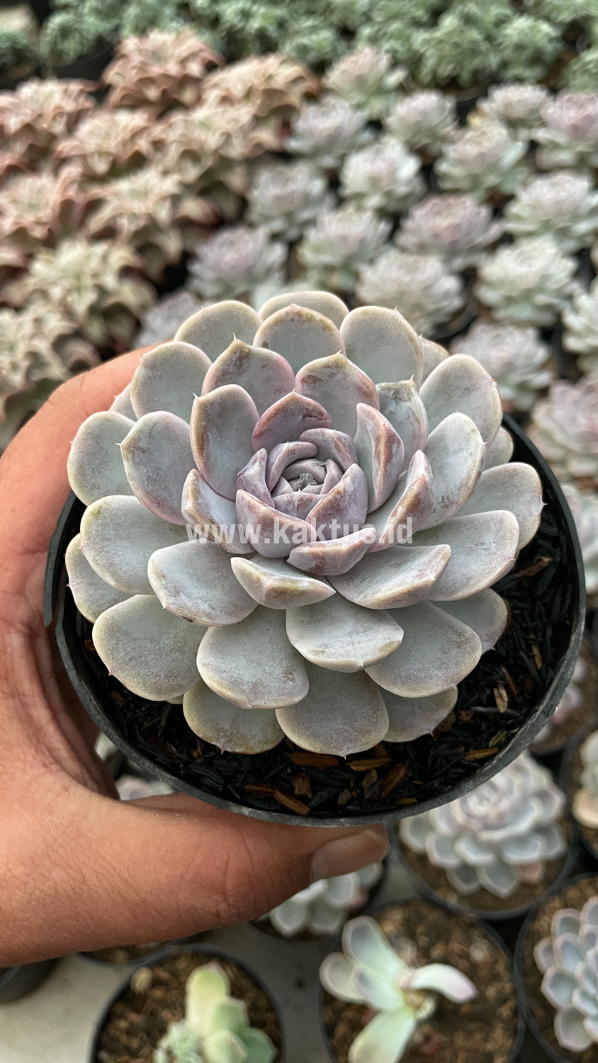 357. Echeveria Orion - Image 6
