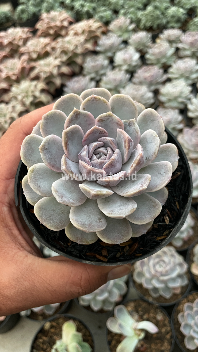 357. Echeveria Orion - Image 8