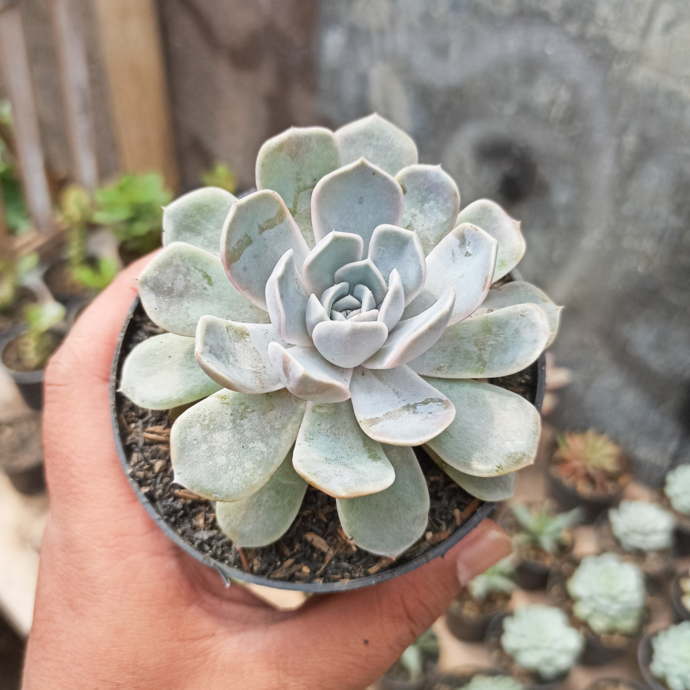 357. Echeveria Orion - Image 18