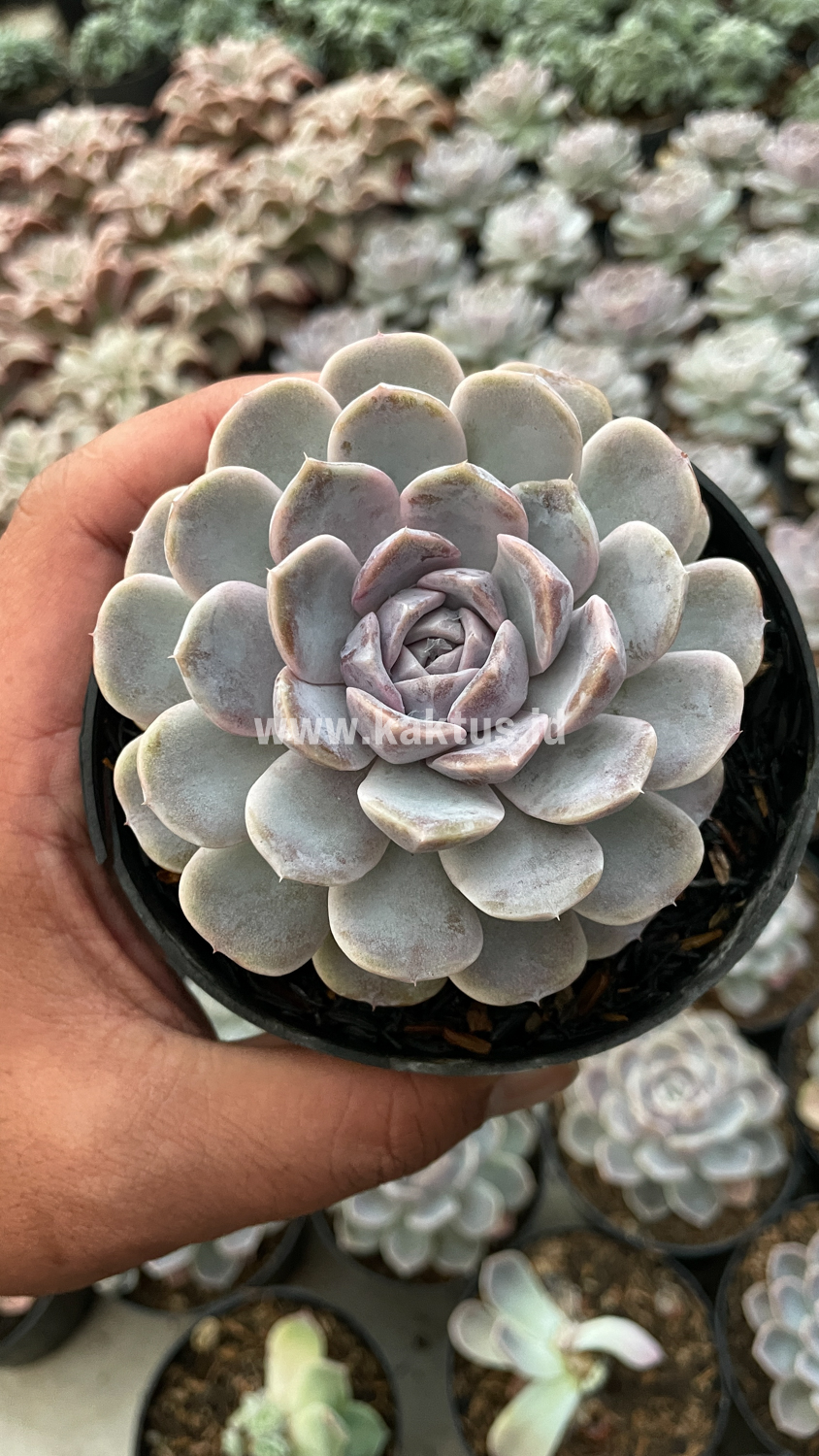 357. Echeveria Orion - Image 25