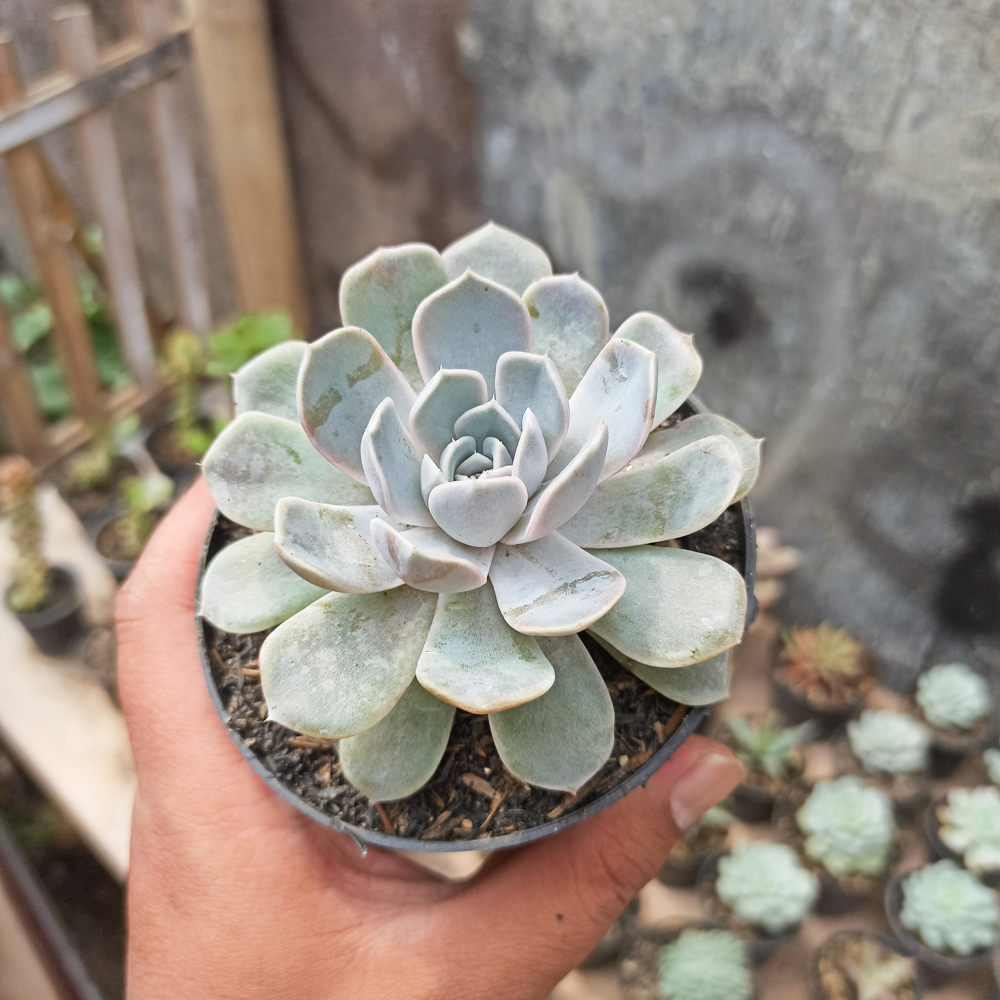 357. Echeveria Orion - Image 14