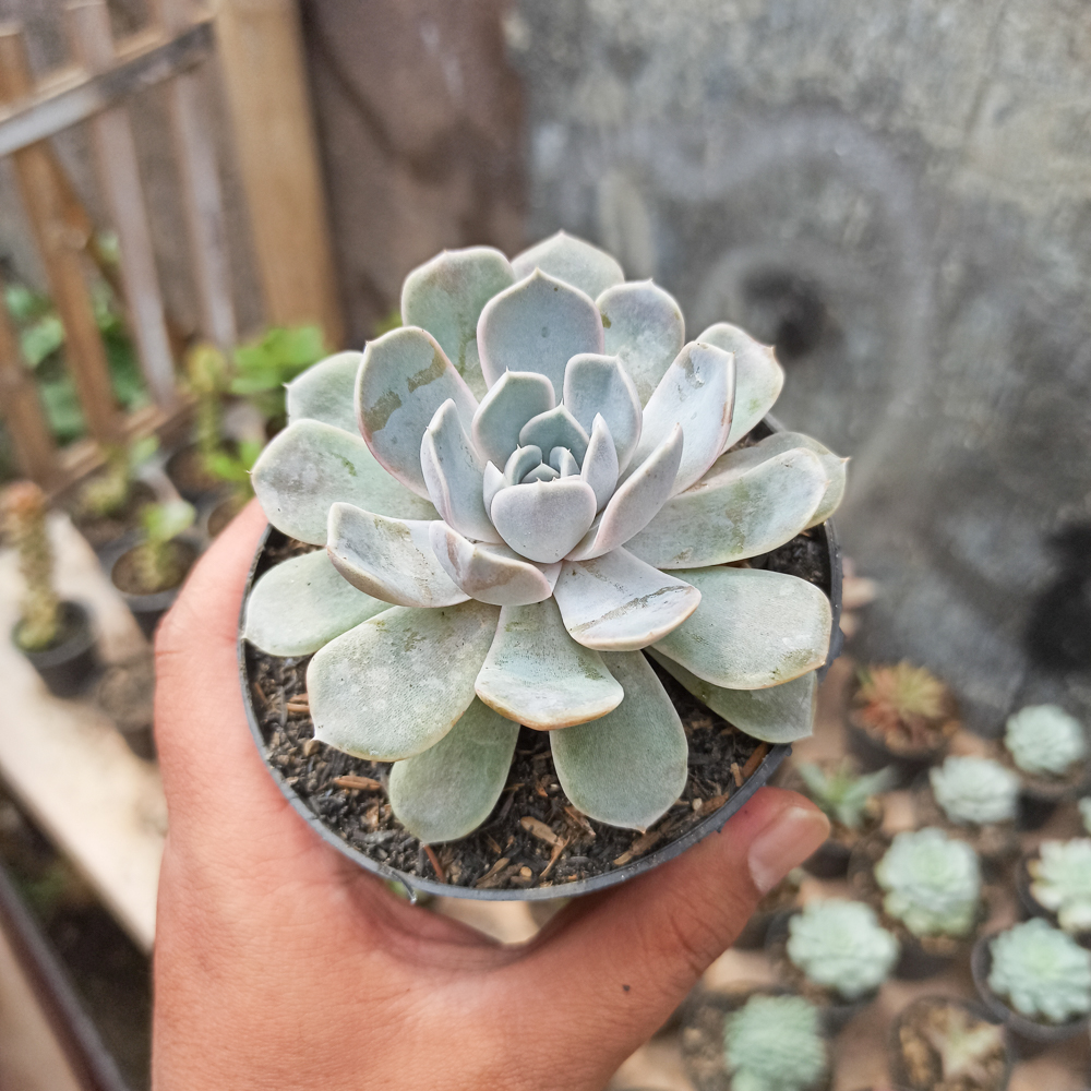 357. Echeveria Orion - Image 9