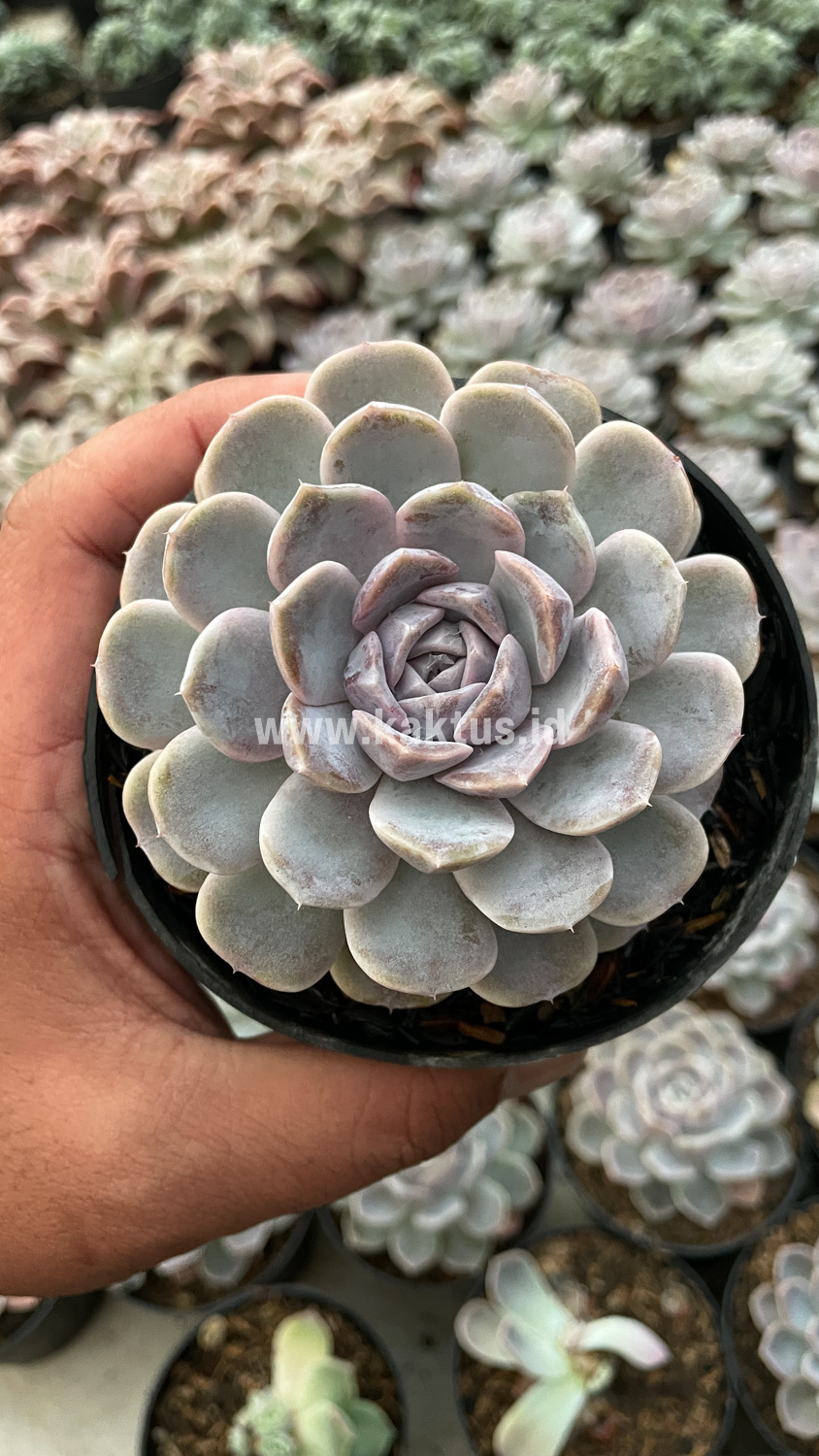 357. Echeveria Orion - Image 24