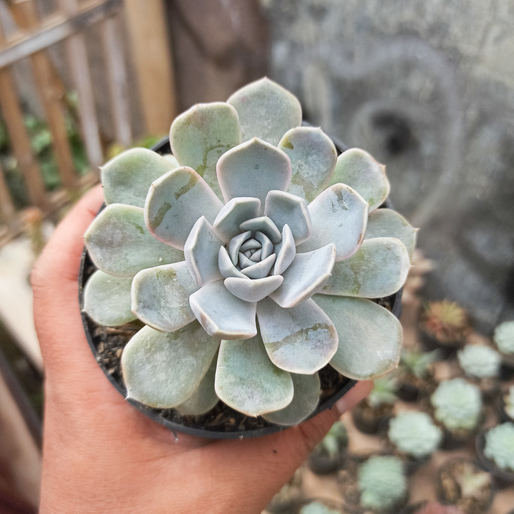 357. Echeveria Orion - Image 11