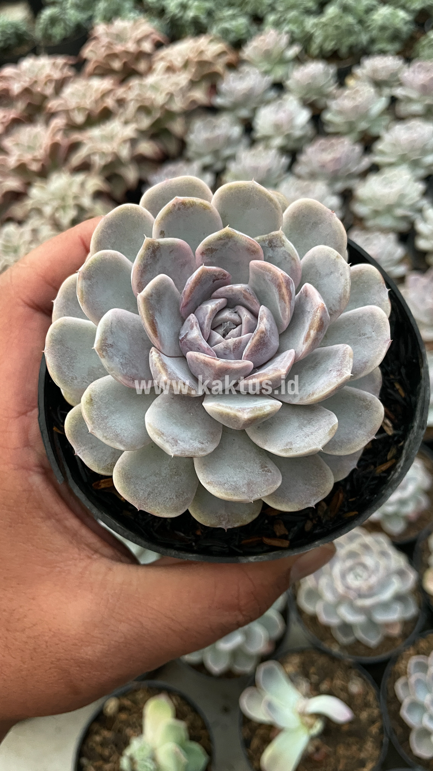 357. Echeveria Orion - Image 23