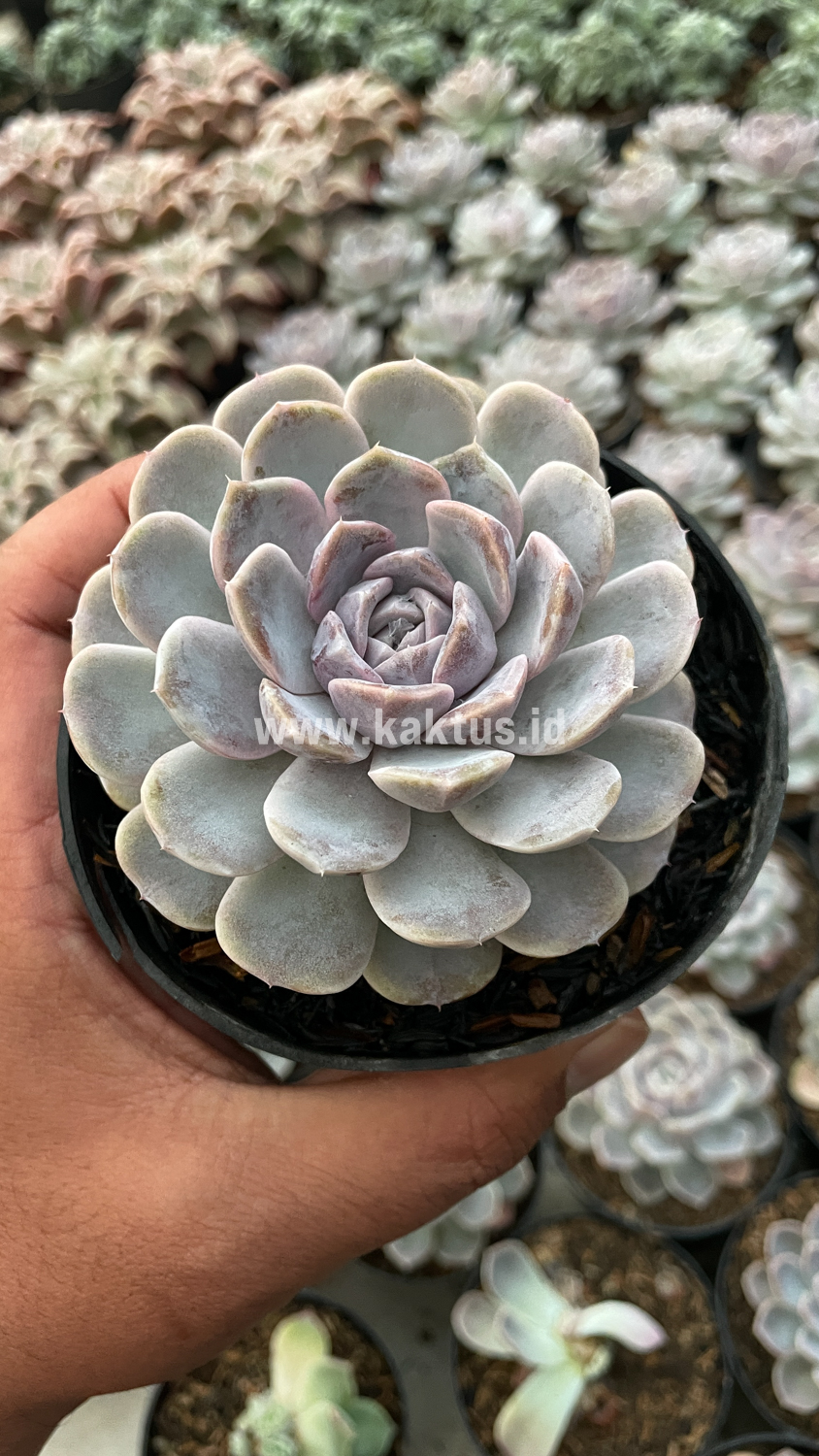 357. Echeveria Orion - Image 22