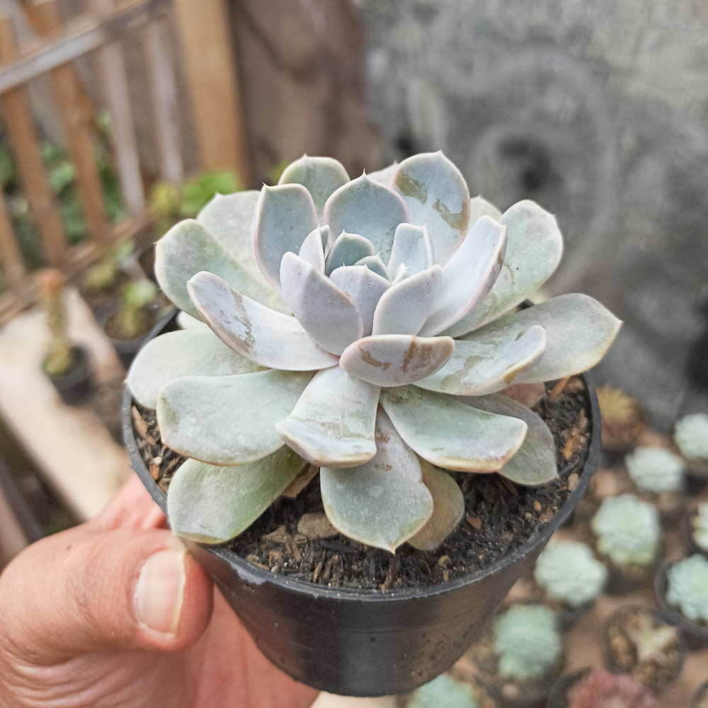 357. Echeveria Orion - Image 7