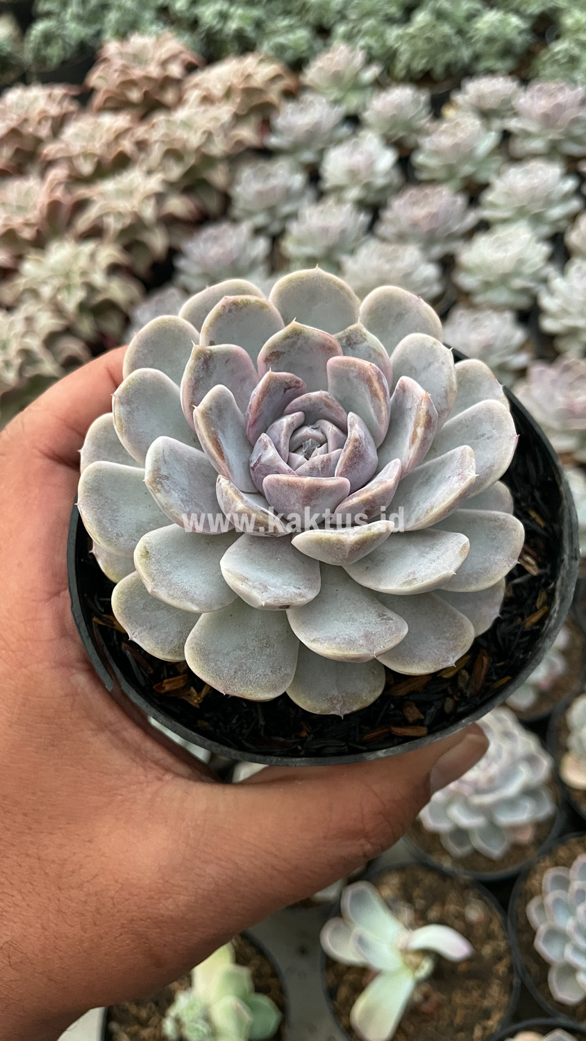 357. Echeveria Orion - Image 21